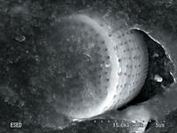 ig30 полости от кристаллов силики